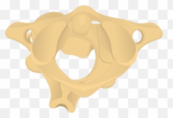 Atlas Bone Anatomy - Axis png