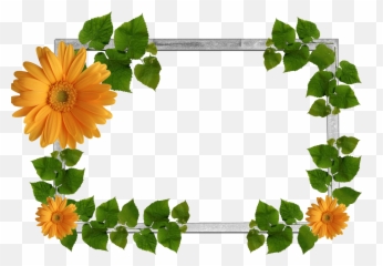 Flower Frame Png Wallpaper Backgrounds Nature Plants