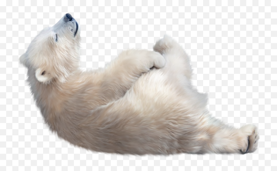 Polar Bear Transparent Image - Baby Polar Bear Png,Bear Transparent