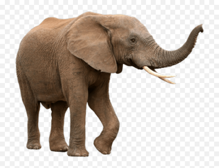 Elephant Png Transparent Images 1 - Elephant With White Background,Elephants Png