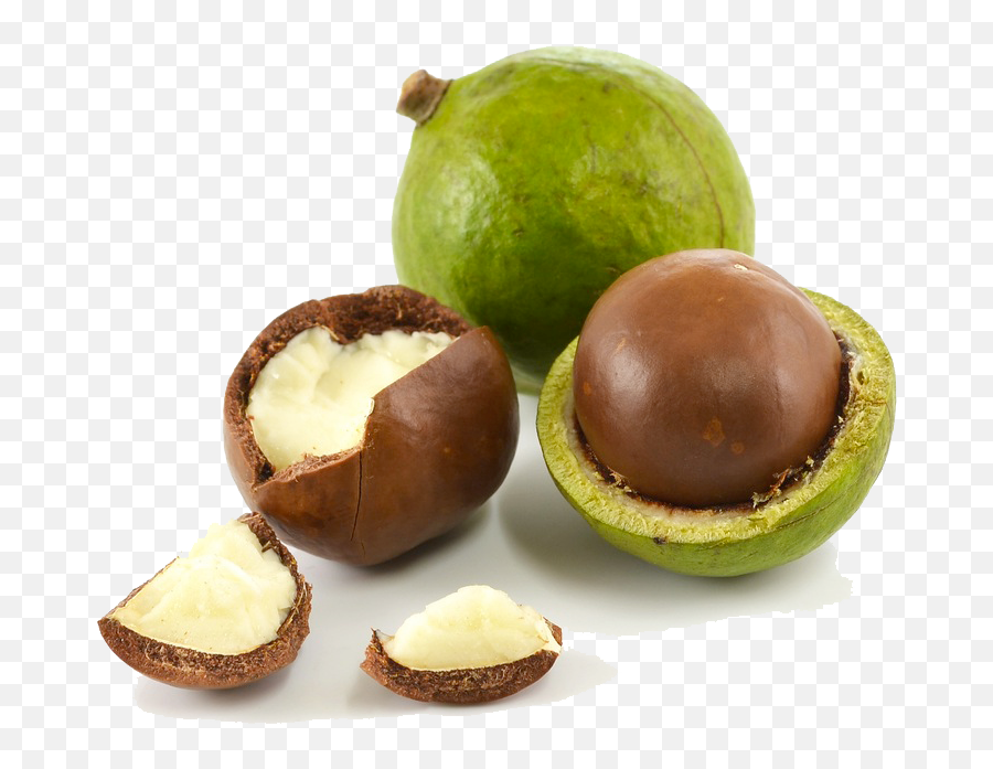 Macadamia Nuts Png High - Quality Image Png Arts Macadamia Png,Nuts Png