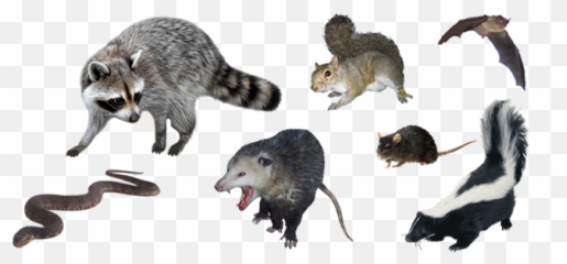 Palm Beach Wildlife Removal - Opossum Snake Bat Control In Critters In Florida Png,Opossum Png