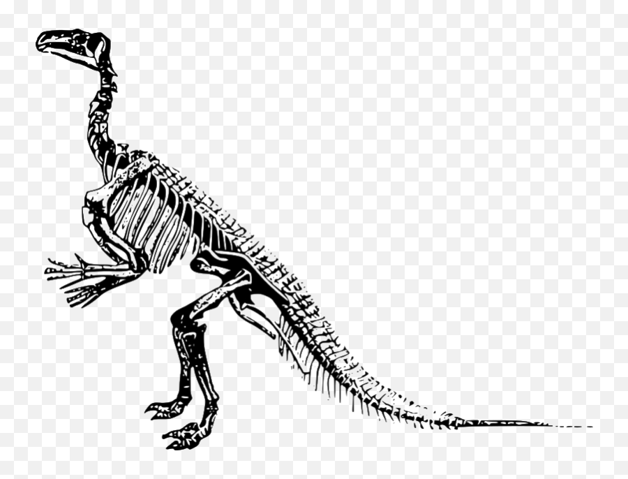 Dinosaur Bones Fossils Transparent Png All - Transparent Background Dinosaur Fossil Clipart,Transparent Dinosaur