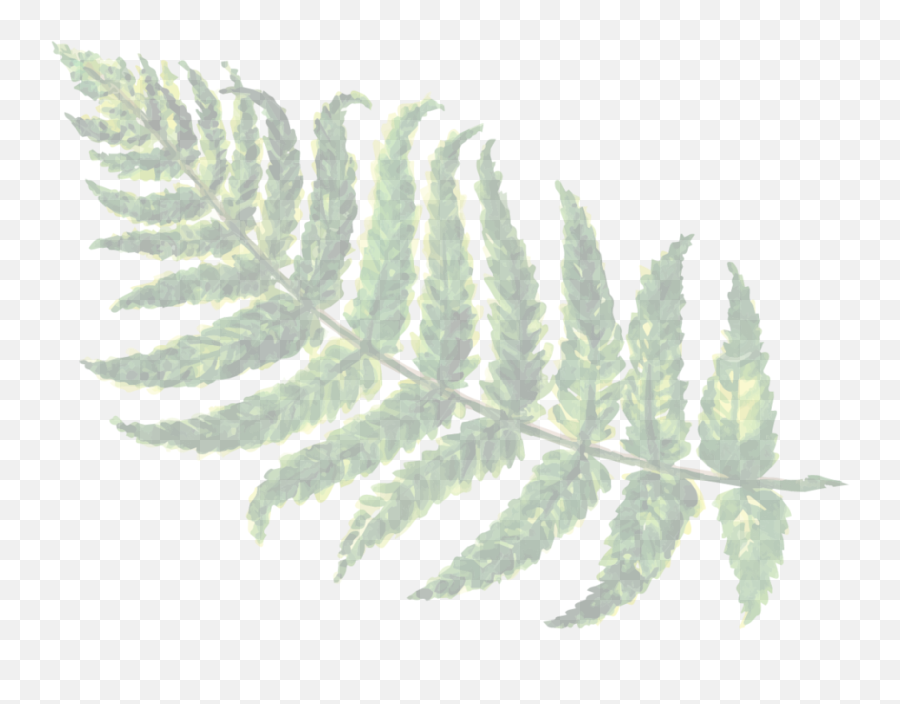 Hd Ferns Png Transparent Image - Fern,Ferns Png