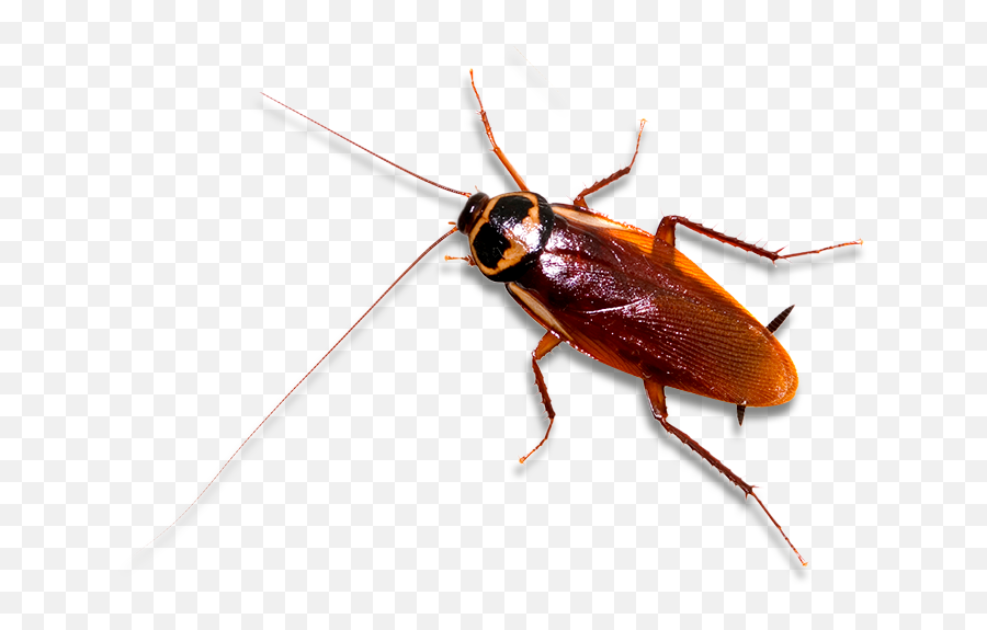 Download Hd Cockroach - British Cockroach Transparent Png Clipart Cockroach Transparent Background,Cockroach Png