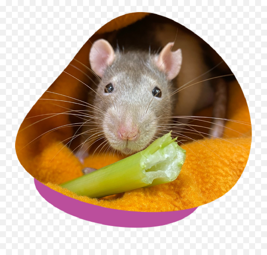 Lumps And Bumps In Mice Rats - Should You Visit A Vet Small Animal Food Png,Rat Transparent Background