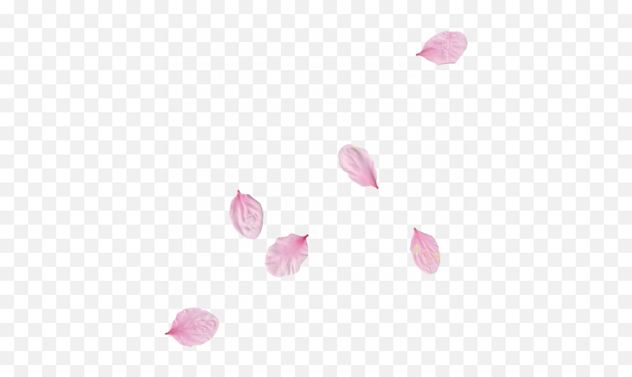 Pink Flower Scatter 01 Graphic By Gina Jones Pixel - Girly Png,Flower Petal Png