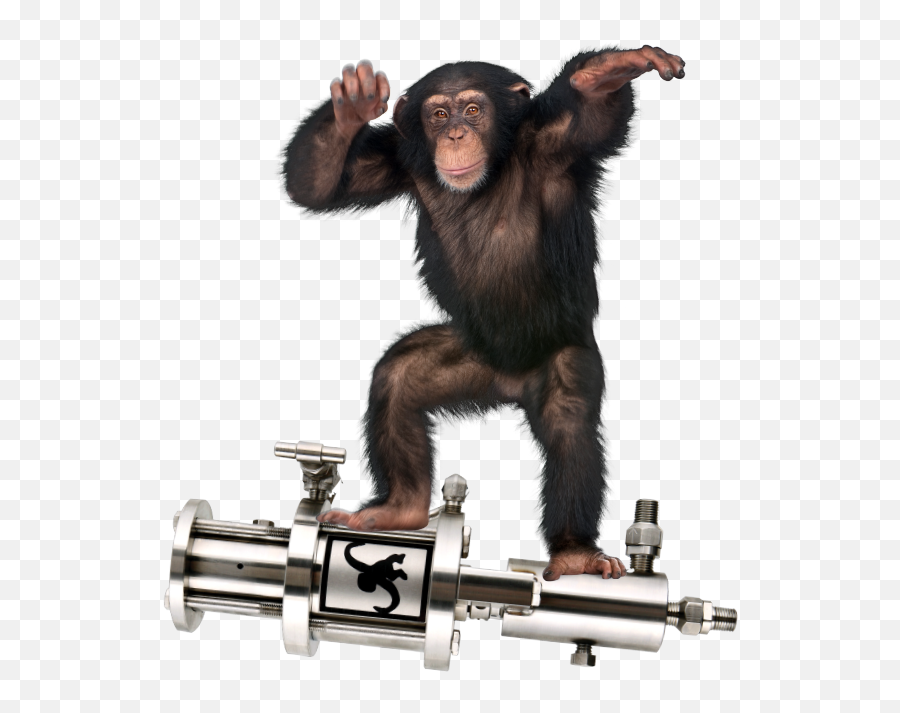 M - 25 Chimp Monkey Pumps Dancing Chimpanzee Png,Chimpanzee Png