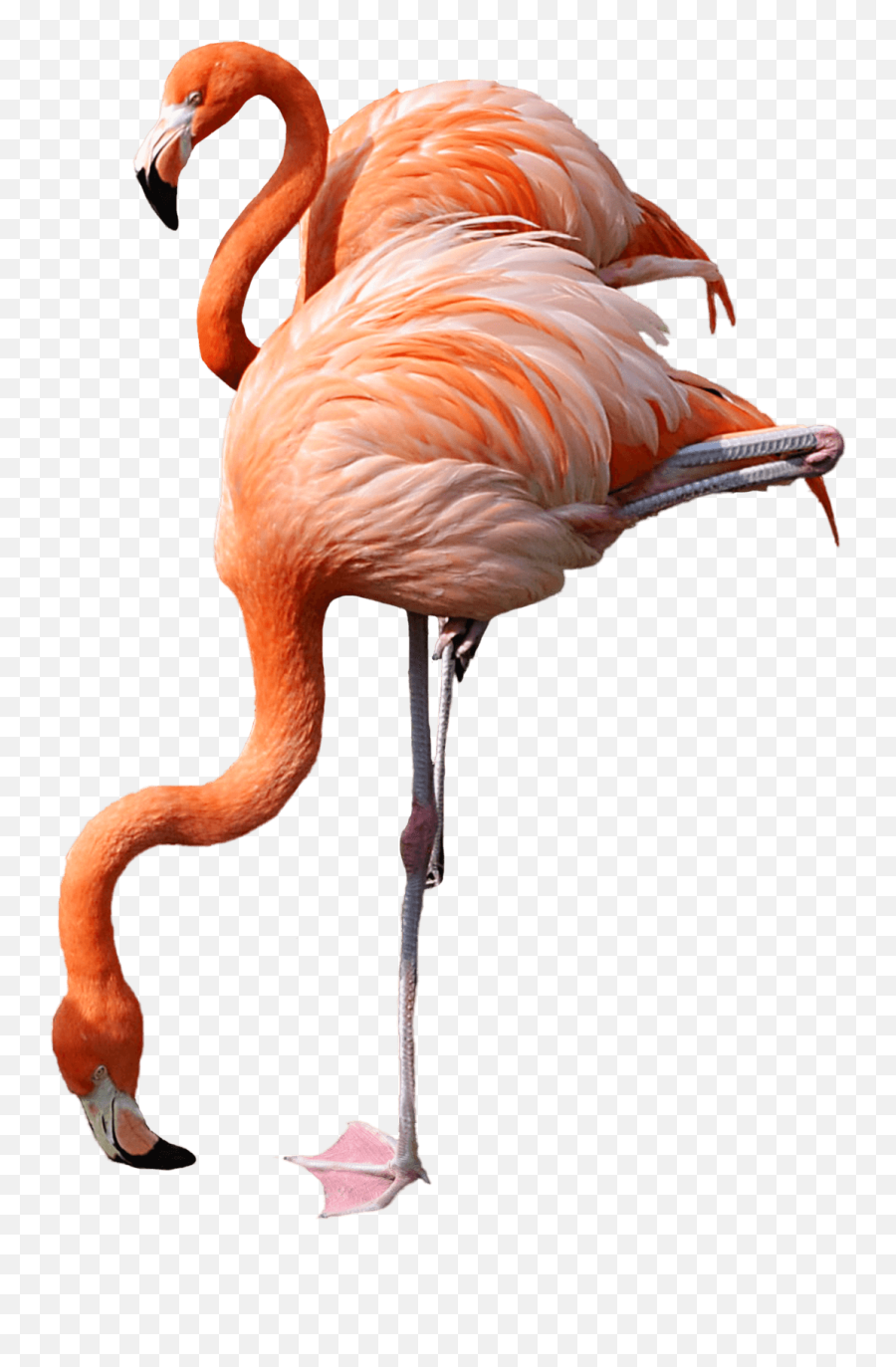 Flamingo Drinking Transparent Png - Pink Flamingo Png,Flamingo Png