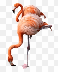 Flamingo Drinking Transparent Png - Pink