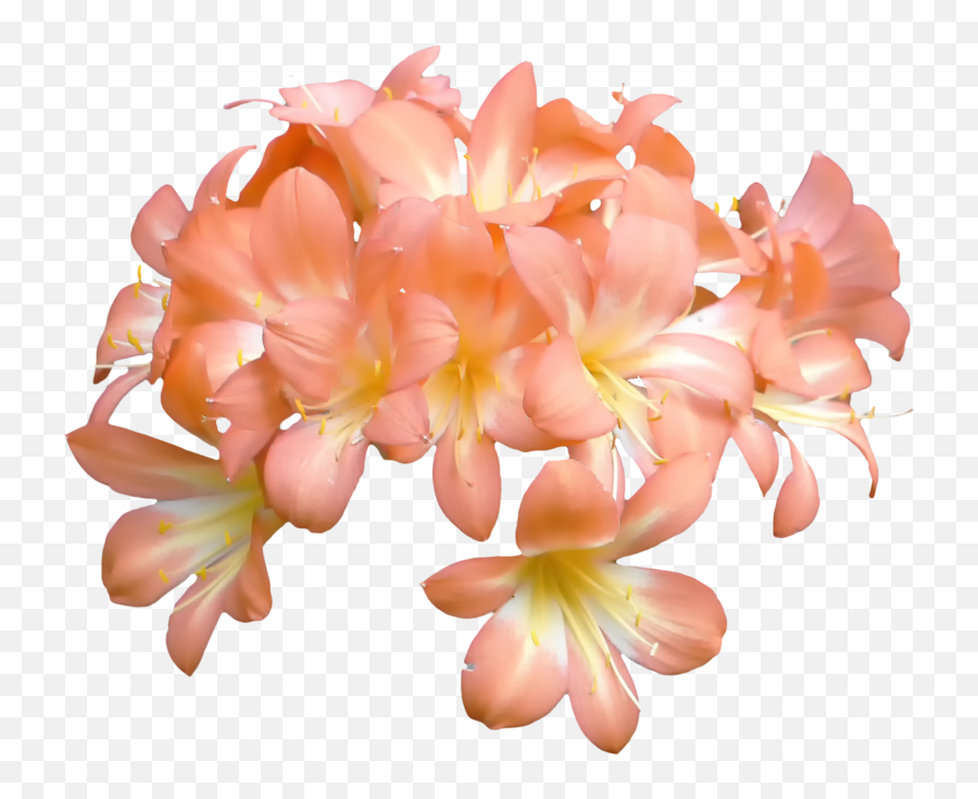 Aljanhnet Backgrounds Full Mob Flowering Peaches - Peach Flower Png,Peach Transparent Background