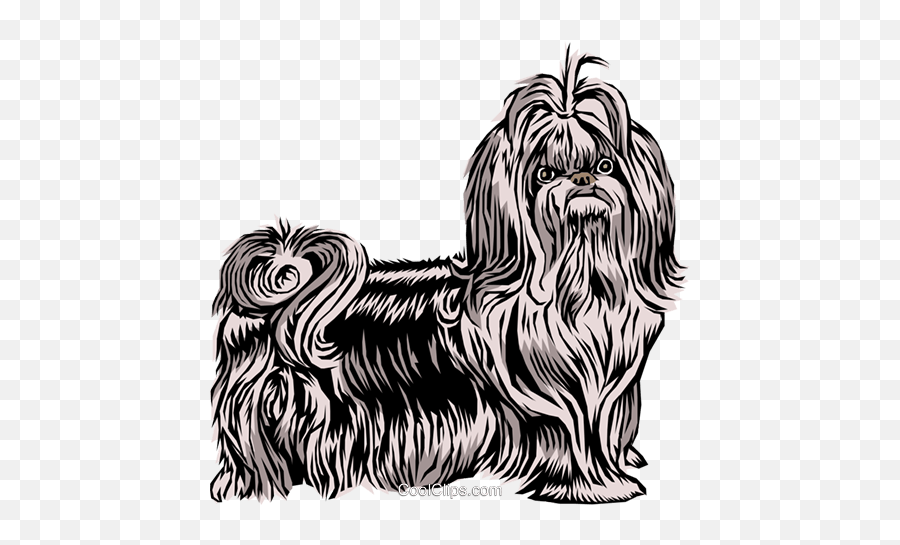 Download Hd Shih Tzu Dog Royalty Free - Shih Tzu Vector Png,Shih Tzu Png