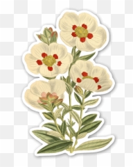 White Vintage Flowers - StickerApp png