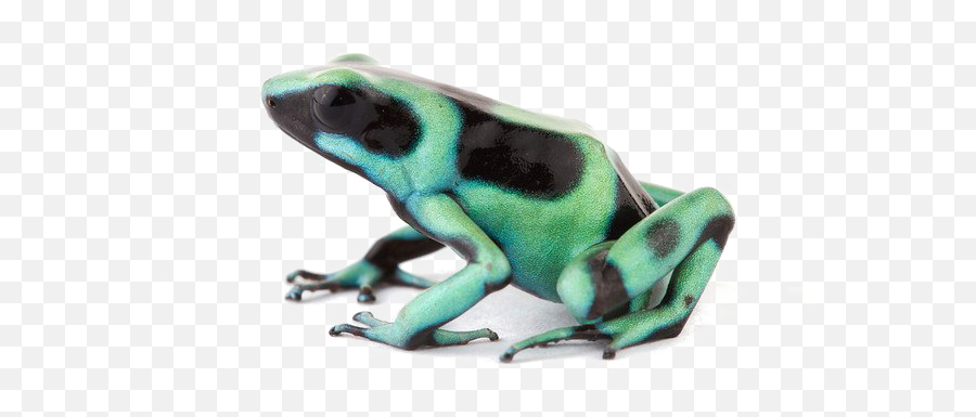 Poison Dart Frog Transparent Background - Poison Dart Frog Png,Transparent Frog