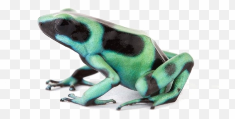 Poison Dart Frog Transparent Background - Png