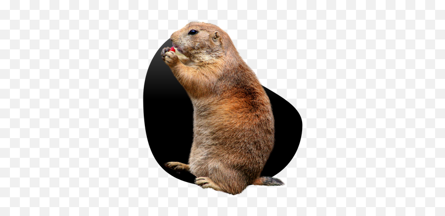 Fortifiedu0027s Winter 2021 Newsletter - Prairie Dog Png,Gopher Icon