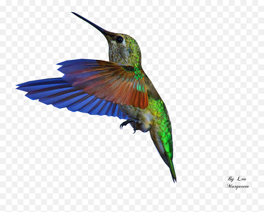 Parrot Clipart Animation - Bird Gif Transparent Background Png,Parrot Transparent Background