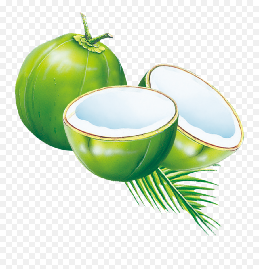 Mq Green Coconut Fruit 278006576009211 By Qoutesforlife - Coconut Clipart Png,Coconut Icon