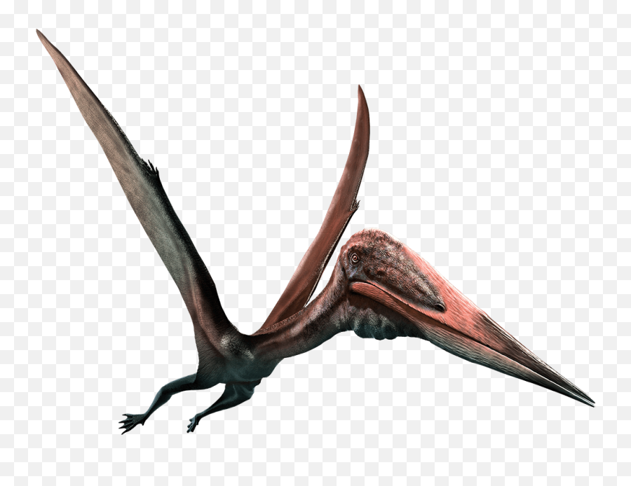 Pterodactyl Png 7 Image - Pterodactyl Transparent Png,Pterodactyl Png
