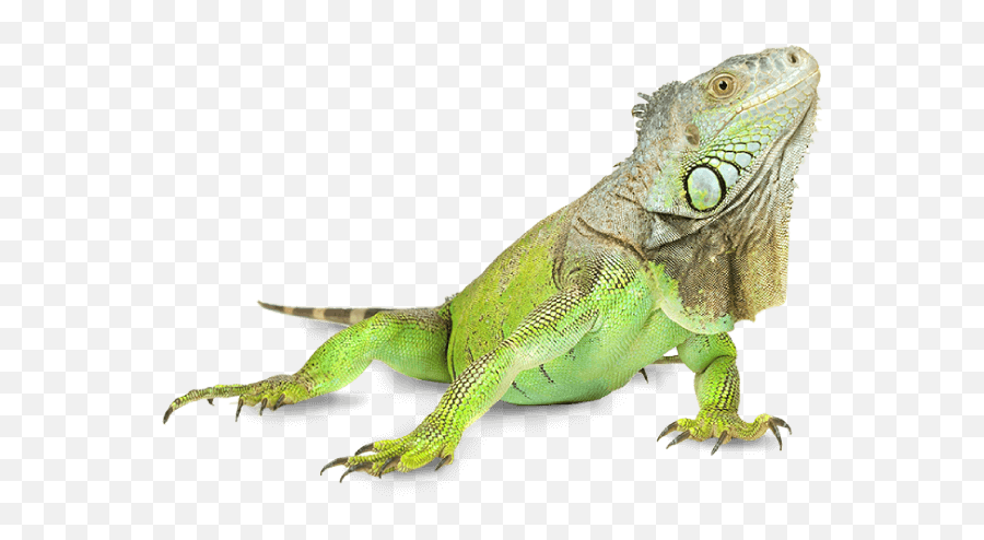 Iguana Png 1 Image - Iguana Png,Iguana Png