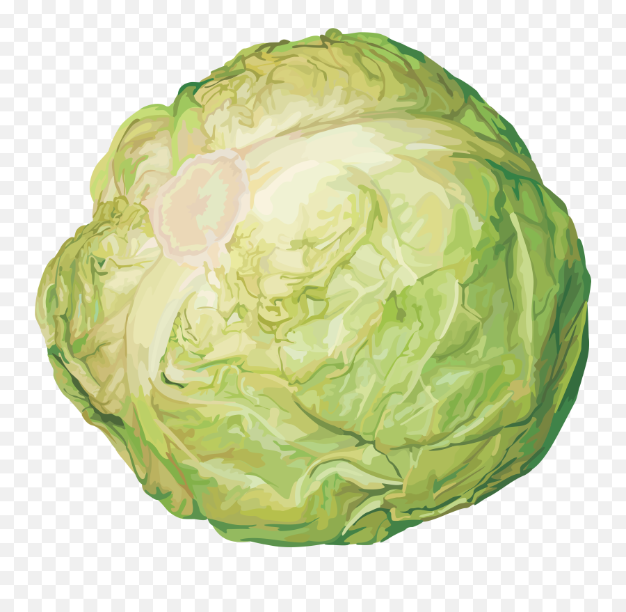 Cabbage Png In High Resolution - Clip Art Vegetables,Cabbage Png