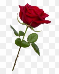 Png Transparent Background Image - Transparent Background Rose Png,Red Rose Png