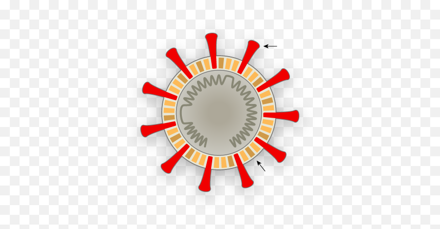 How Coronavirus Hijacks Your Cells - Ap Tests Png,Dead Cells Logo