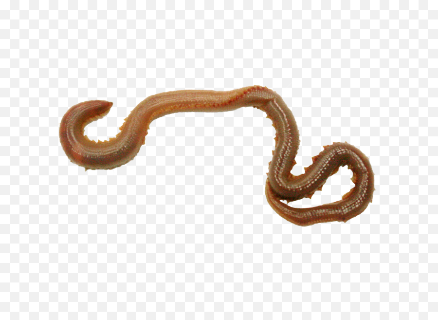 Earthworm Png Image With - Annelid Png,Worm Png