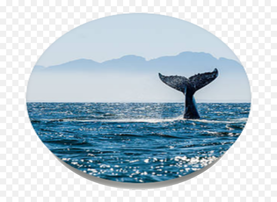 Whale Tail Png - Óleo Baleia E Construções,Humpback Whale Png