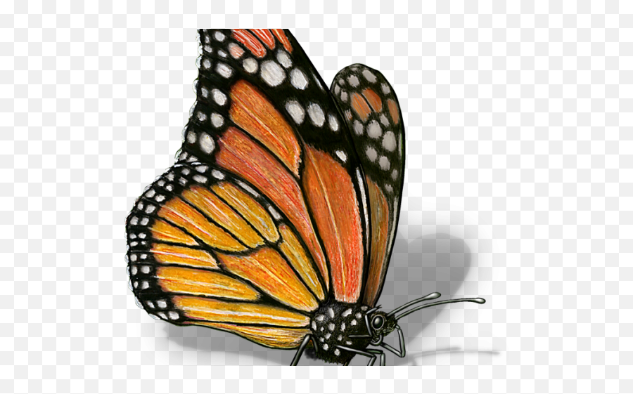 Monarch Butterfly Clipart Illustrated - Monarch Butterfly Science Cliaprt Png,Monarch Butterfly Png