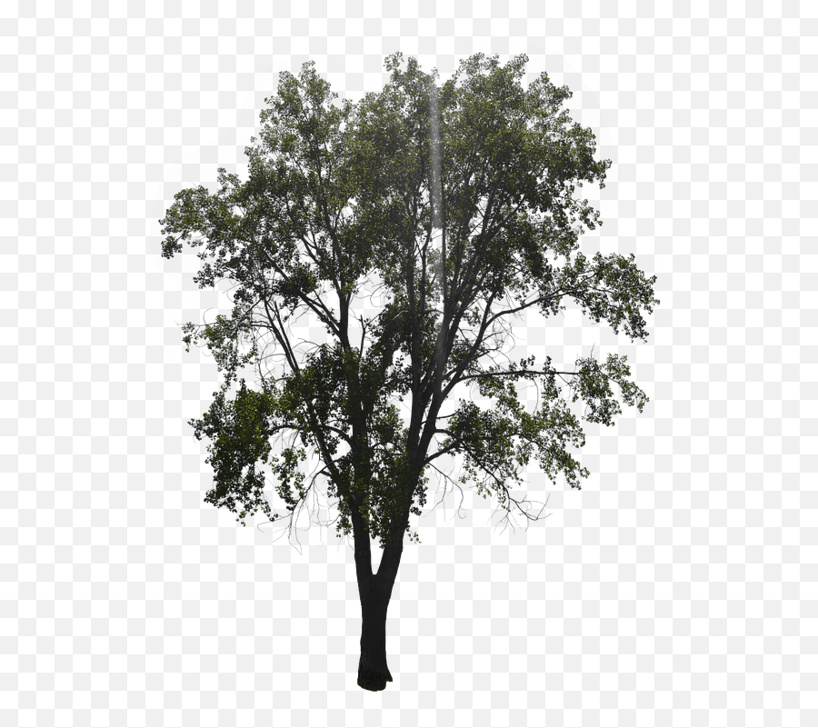 Tree With Leaves Forest - Free Image On Pixabay Oak Png,Timber Png
