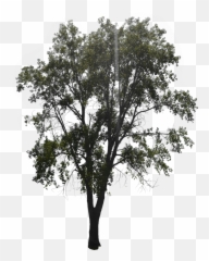 Tree With Leaves Forest - Free Image On Pixabay Oak Png,Timber Png