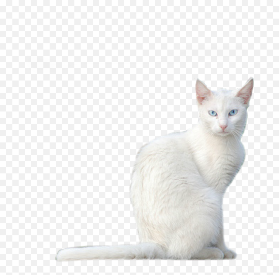White Cat Png 40369 - Free Icons And Png Backgrounds Cat,Png Stock