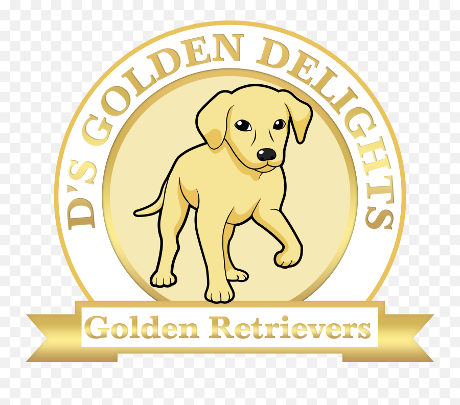 Golden Rretriever Puppy Breeders Md De Dc Ny Nj Pa Transparent - Bantam Chef In Chesnee South Carolina Png,Golden Retriever Transparent
