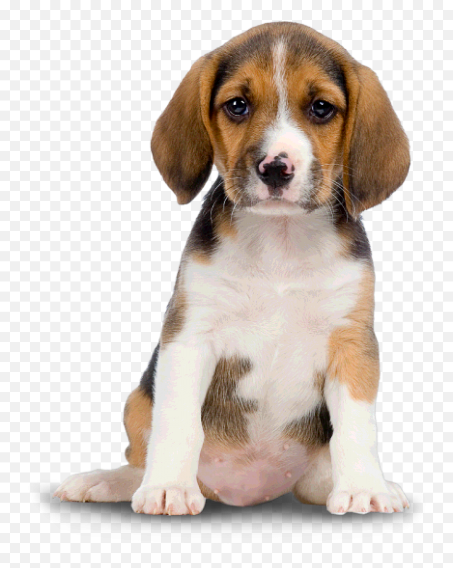 Small Dog Puppy Transparent Png - Dog Png,Small Png Images