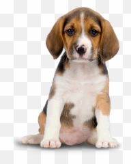 Free transparent small png images images, page 1 - pngaaa.com