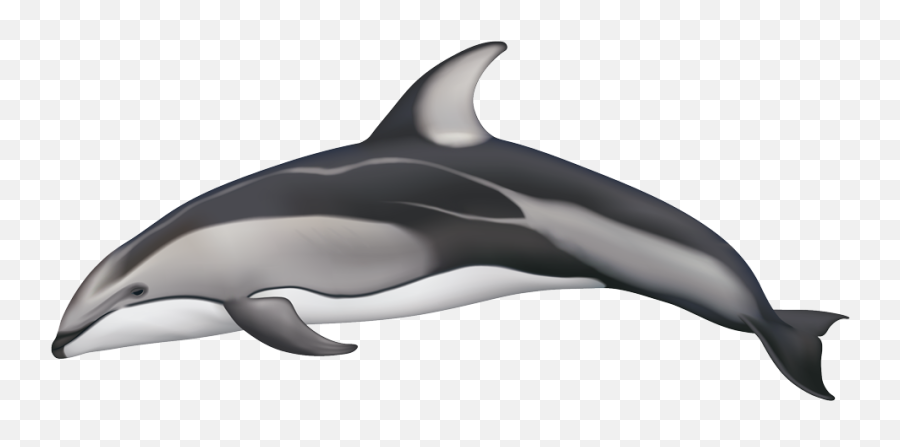 Pacific White - Sided Dolphin Dolphin Pacific White Sided Dolphin Png,Dolphin Png