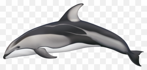 Pacific White - Sided Dolphin Dolphin Pacific White Sided Dolphin Png,Dolphin Png
