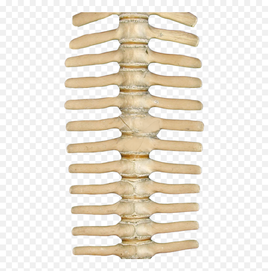 Spine Png Images In Collection - Skeleton Spinal Png,Spine Png