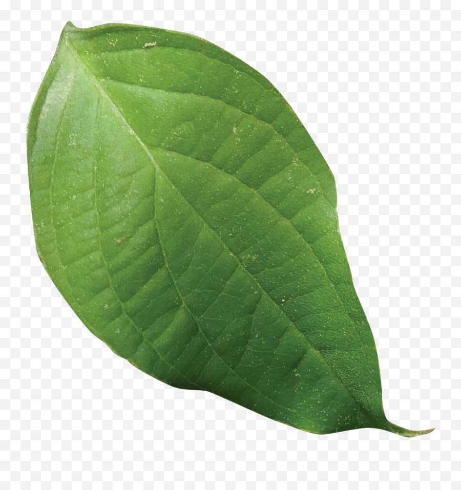 Dogwood Leaf Png Free - Saman,Dogwood Png