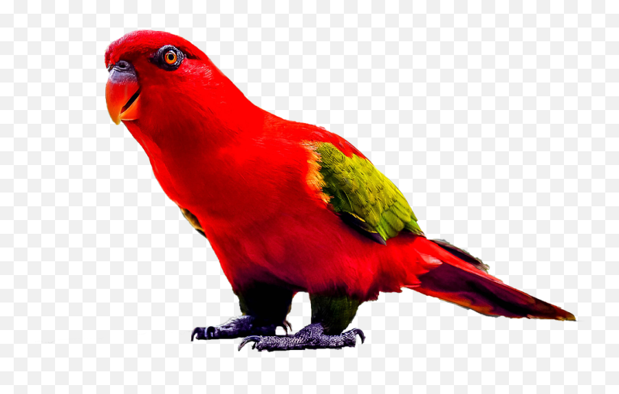Download Parrot Png Transparent Images - Parrot Png,Parrot Transparent