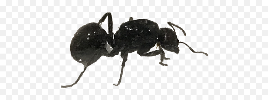 Ant Keeper Magazine - Weevil Png,Ant Transparent