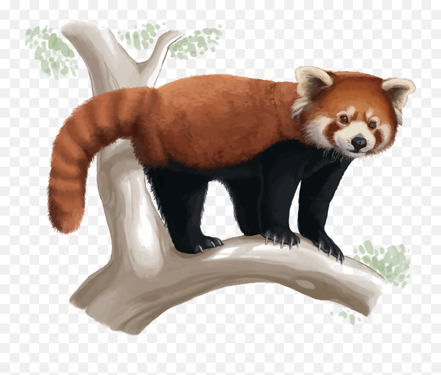 Download Free Png Red Panda Giant Drawing Cuteness - Red Panda Drawing Easy,Red Panda Png
