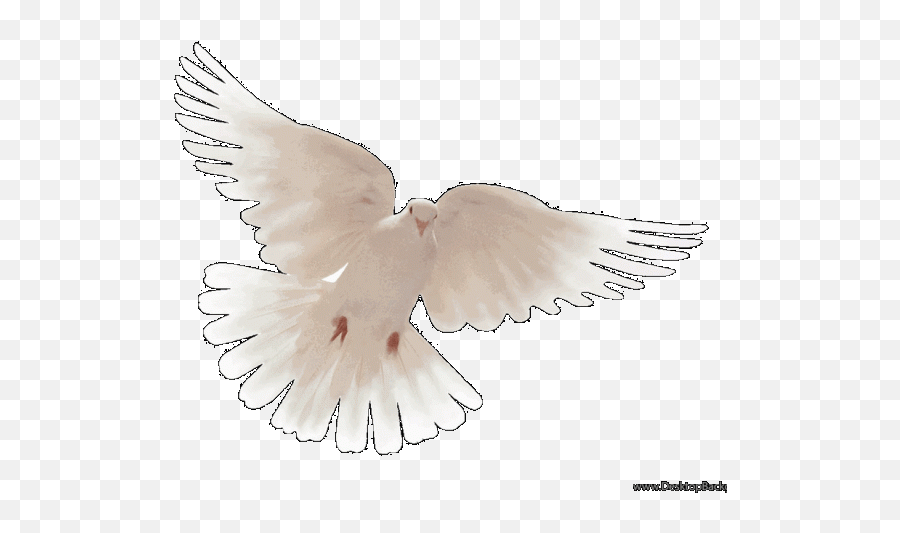 Download Hd Peace Dove Wallpaper - Pigeons And Doves Lovely Png,Doves Png