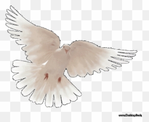 Download Hd Peace Dove Wallpaper - Pigeons And Doves Lovely Png,Doves Png