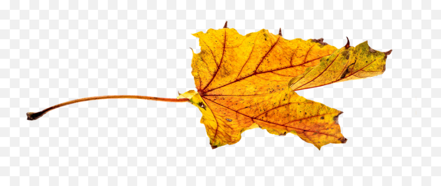 Autumn - Leavestransparentpngimagesfreedownload025 Feuille Png,Fall Leaves Png