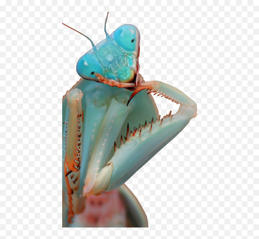 Pin By Bronx And Buck - Blue Praying Mantis Png,Praying Mantis Png