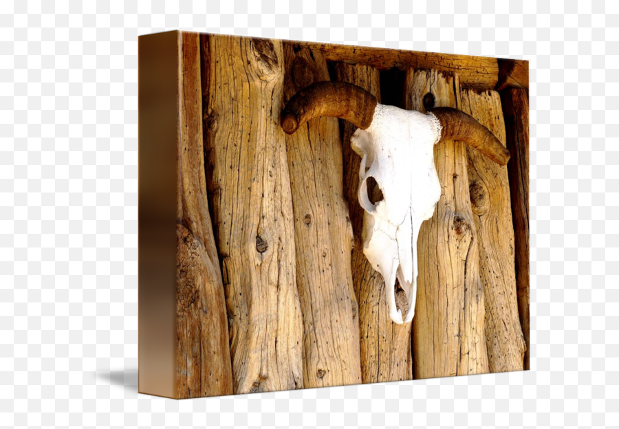 Sun Bleached Cow Skull By Alan And Marcia Socolik - Picture Frame Png,Cow Skull Png
