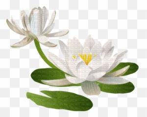 Download Hd Water Lily Pad - Water Lily Pad Png,Lily Pad Png