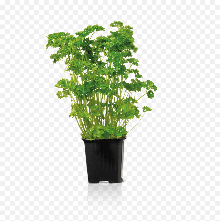 Curly Parsley - Bylinky Flowerpot Png,Parsley Png